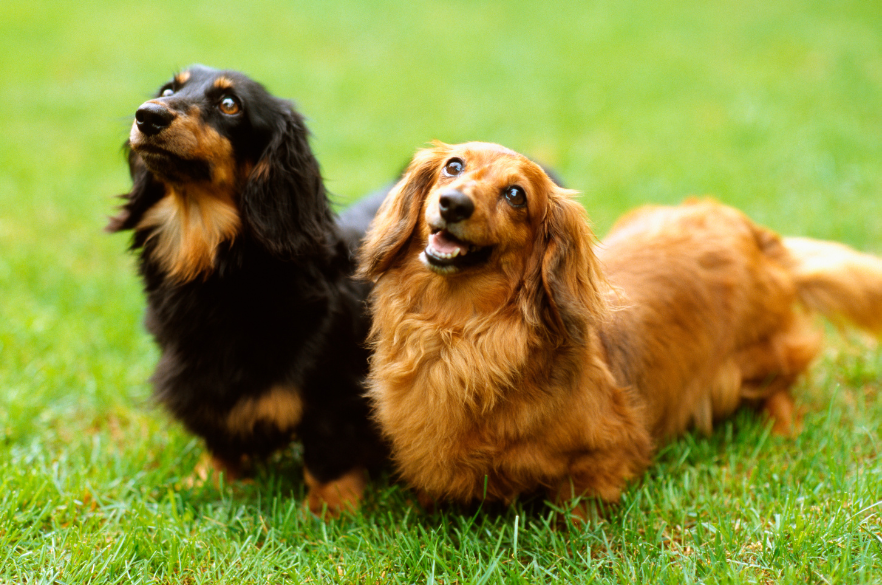 Dog sitting
