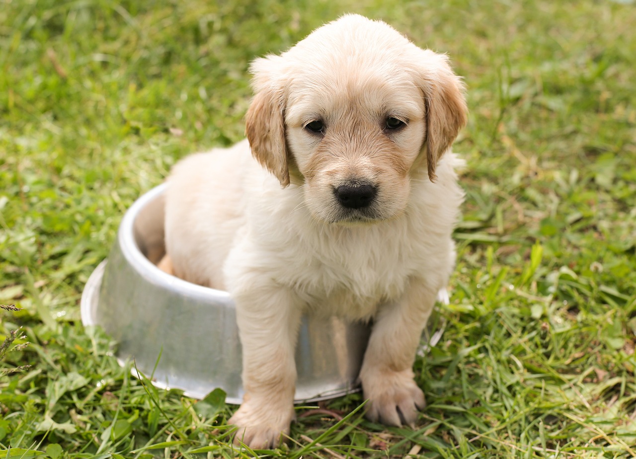 Puppy sitting in water bowl