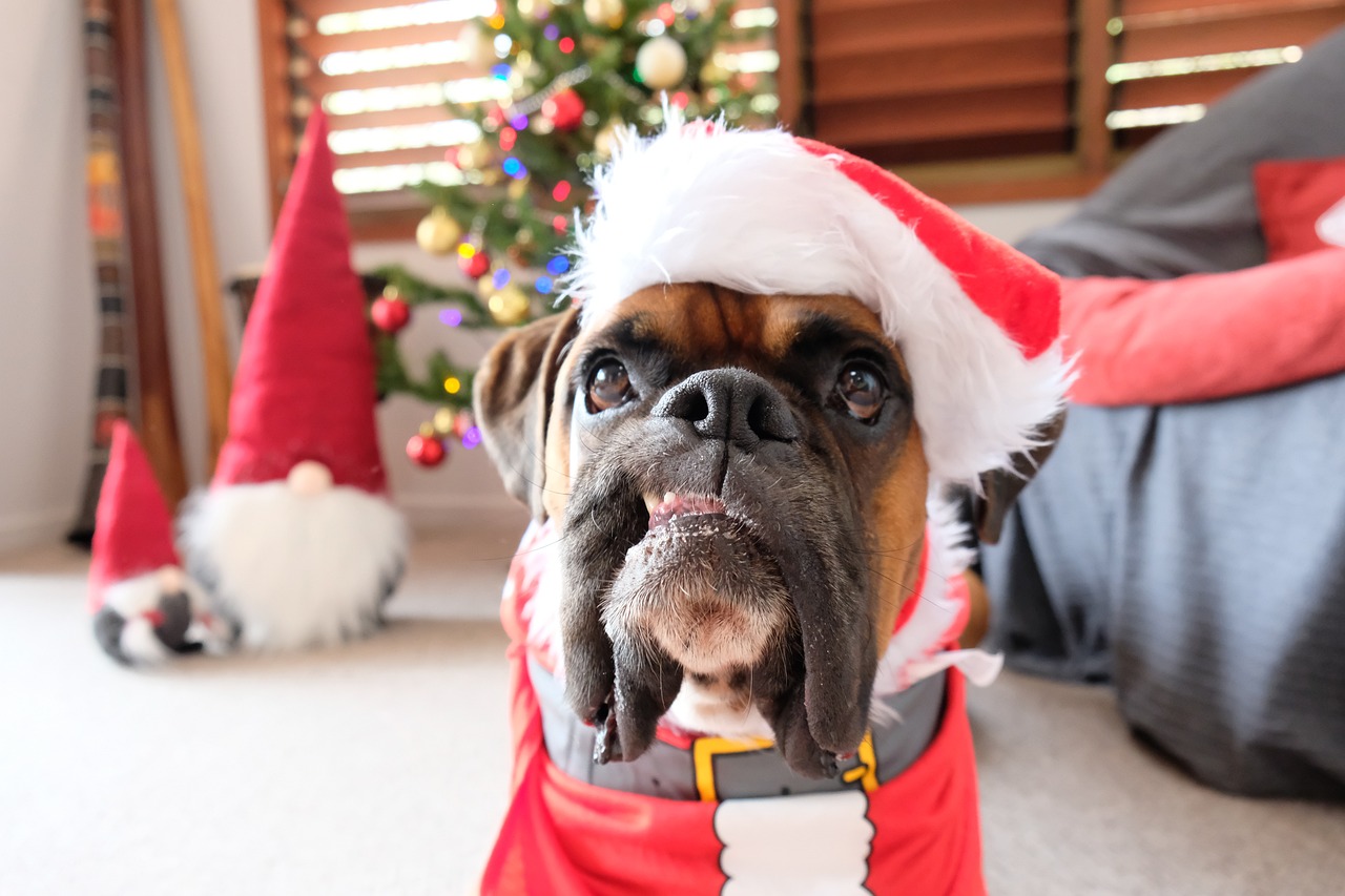 Dog wearing xmas hat