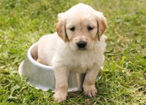 Keeping your dog cool this summer