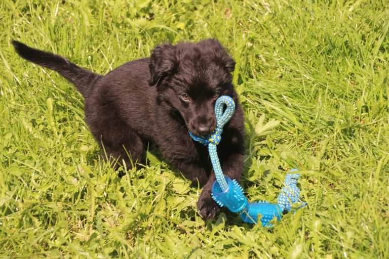 6 Paw-sitive reasons to take your dog to daycare